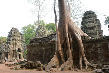 Fototapeta na wymiar tree with massive roots in the Cambodia jungle - engulfing the ruins of a Khmer temple in the Angkor Wat complex 