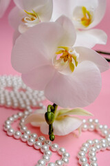 Pearl necklace and white orchid on pink background

