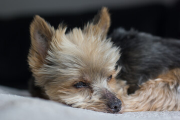 yorkshire terrier puppy