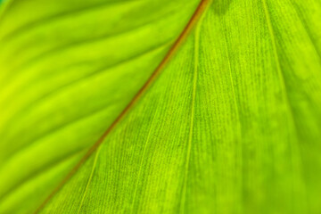 Green leaf macro. Bright nature closeup, green foliage texture. Beautiful natural botany leaf, garden  of tropical plants. Freshness, ecology nature pattern. Botany, spa, health and wellbeing concept