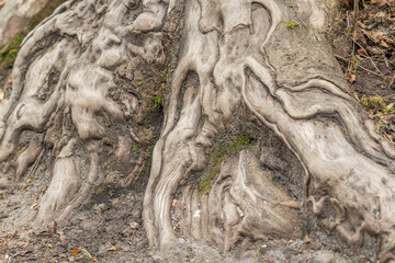 Fototapeta na wymiar Jasnobrązowa tekstura z korzeni drzew