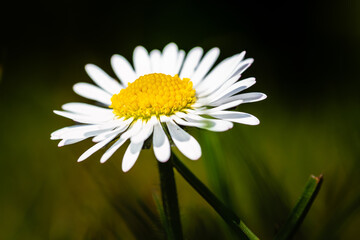 Obraz premium Blumen im Garten