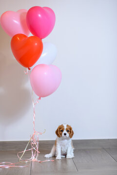 dog puppy two months old cavalier king charles spaniel on a colored background with balloons