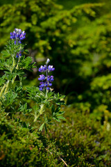 Wild flowers growing freely in  rural Alaska, natures beauty on a summers day.