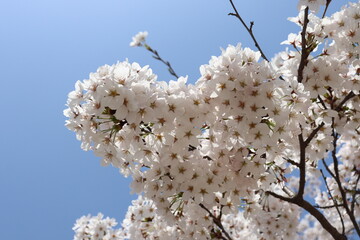 4월 봄에 벚나무에 핀 벚꽃 - obrazy, fototapety, plakaty