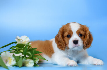 dog puppy two months old cavalier king charles spaniel on a colored background with flower