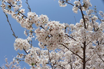 4월 봄에 벚나무에 핀 벚꽃 - obrazy, fototapety, plakaty
