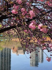 Sakura season in the city of Tokyo, spring 2022 at the Shinobazu pond, Ueno