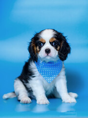 dog puppy two months old cavalier king charles spaniel on a colored background