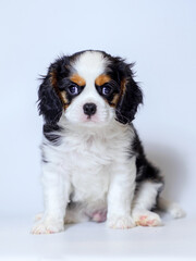 dog puppy two months old cavalier king charles spaniel on a white background