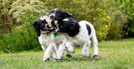 Triple trouble-spaniel puppies all trying to get to carry teddy toy as they play together outdoors, .