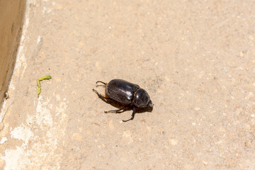 dung beetle ( acatangas ) coleoptera