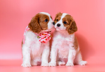 dog puppy two months old cavalier king charles spaniel on a colored background - obrazy, fototapety, plakaty