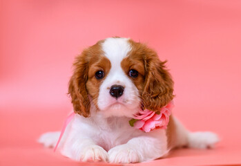 dog puppy two months old cavalier king charles spaniel on a colored background