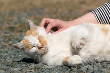 Fototapeta premium 猫が好き 茶白猫