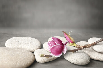 Beautiful pink magnolia flower on stones, concept of wellness spa treatments for the beauty of mind and body, massage, zen stone