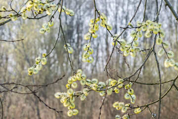 Blurred spring Easter traditional background with flowering willow branches in pale natural colors, soft selective focus. Nature in gray-beige tones.