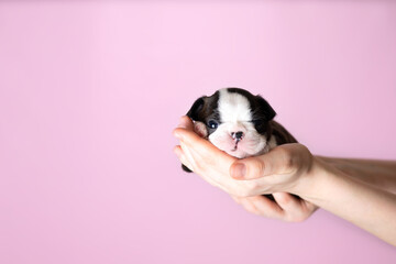 Women's hands hold a cute little Boston Terrier puppy on a pink background. Space for text.