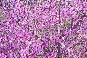 満開の八重桜