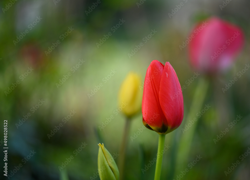 Sticker Beautiful close-up of a tulip