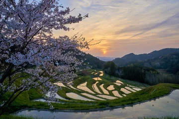 Fleecedeken met foto Kersenbloesem 夜明けの輝く棚田と桜　大山千枚田  © yanpon