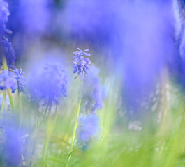Beautiful close-up of a muscari