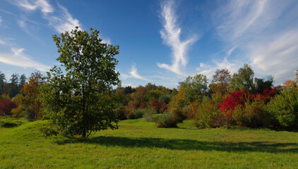 Landscape of a forest