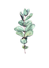 Eucalyptus watercolor illustration. Isolated on white background. Hand drawn painting.