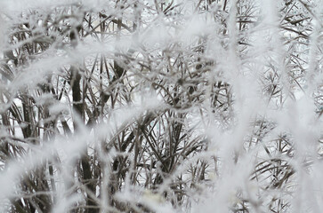 Plant in the snow