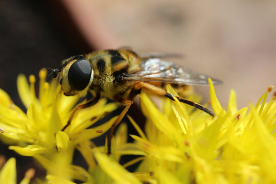 Syrphid fly on yellow flower - hoverfly - flower fly - Syrphus ribesii