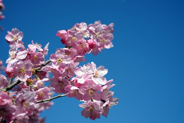 prunus cerasus