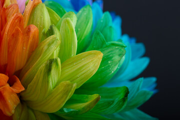 Obraz premium Rainbow astra flower isolated on black background. Colorful daisy background. Rainbow abstract surface.