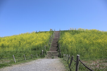 古墳と菜の花