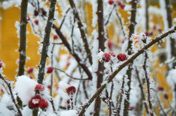 red berries in snow