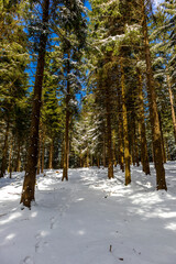 Wanderung zur Bergwacht Hütte im Thüringer Wald bei Steinbach-Hallenberg - Deutschland