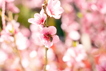 Fototapeta na wymiar A honey bee is collecting pollen on beautiful fruit tree blooming in pink under blue sky. Flora pattern texture, Nature floral background.
