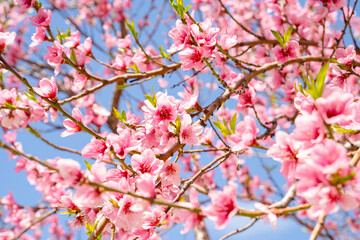 Selective focus of beautiful fruit tree blooming in pink under blue sky. Flora pattern texture, Nature floral background.