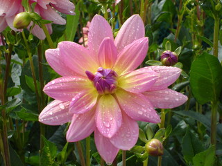 Fototapeta premium Flower after the rain
