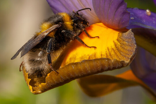 Buff tailed bumblebee close up collecting pollen