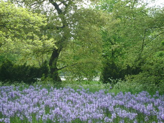 Bluebells in Kew Gardens, UK