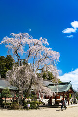 志波彦神社塩釜神社の手水舎と桜
