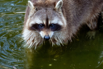 otter in the water