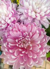 Fototapeta premium Beauty pink chrysanthemum flower. Background of a pink