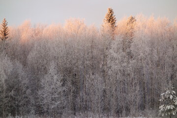 Obraz na płótnie Canvas Snow covered trees of Urals forest, Russia