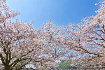 満開の桜咲く