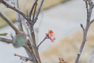 Front yard garden with frozen pink apple flower after freezing rain and concrete sidewalk pathway in background near Dallas, Texas, US