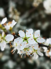 cherry tree blossom