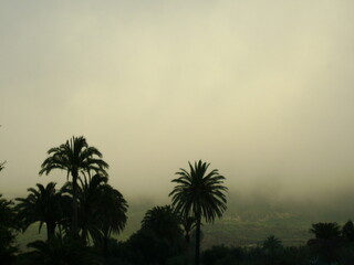 Palm trees in the fog, Gran Canaria, Spain