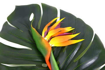 close up  the leaf of  Monstera Deliciosa palm and Bird of Paradise flower