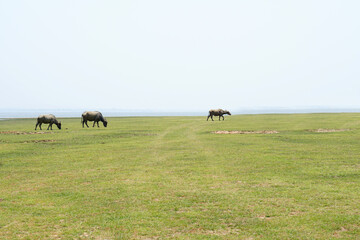 green grass for grazing